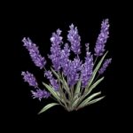 roses Logo (200 x 200 px) (43)